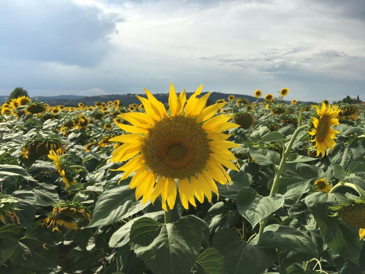 Residenza D'Epoca La Rosa Lejlighed Pienza Eksteriør billede